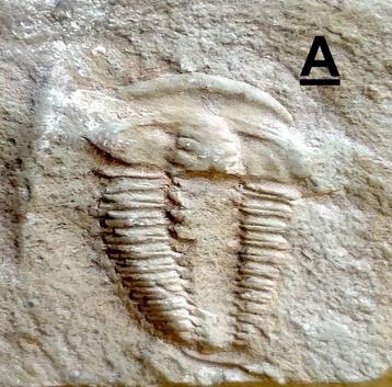 Collection de trilobites et brachiopodes du Cambien