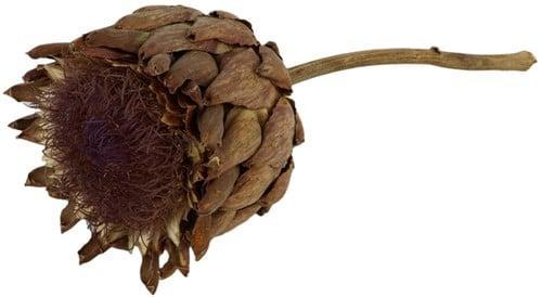 Artisjok groot gedroogd per stuk, Hobby & Loisirs créatifs, Bricolage