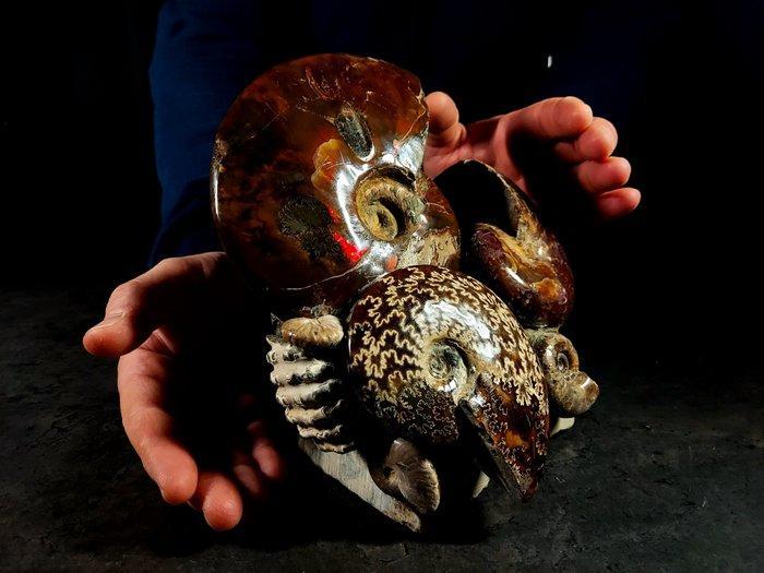 Groot en zwaar Albanees blok - Gefossiliseerd dier - 19 cm -, Verzamelen, Mineralen en Fossielen