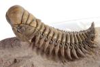 Trilobiet - Fossiel rugschild - Crotalocephalus gibbus -