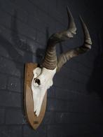 Hartebeest skull Schedel - Alcelaphus buselaphus - 40 cm -