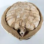 Schildpad - Gefossiliseerd dier - Ocepechelon - 17 cm - 36, Collections, Minéraux & Fossiles