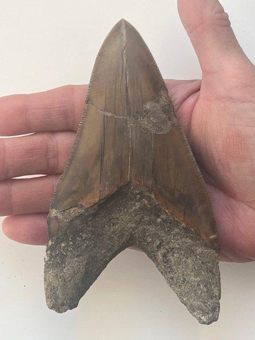 Grote Megalodon tand 14,1 cm - Fossiele tand - Carcharocles, Verzamelen, Mineralen en Fossielen