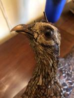 Fazant Taxidermie volledige montage - Phasianus colchicus -