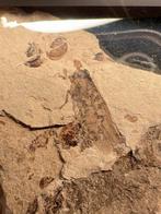 Insekt - Gefossiliseerd dier - Giant bee fossil-Apis