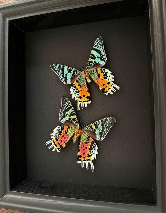 Mot Taxidermie volledige montage - Urania Ripheus Femelles -, Verzamelen, Dierenverzamelingen
