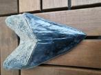 Requin - Dent fossile - Megalodon - 13.5 cm