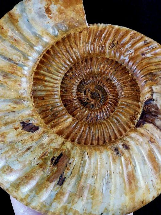 Ammoniet - Gefossiliseerd dier - Dichotomosphinctes, Verzamelen, Mineralen en Fossielen