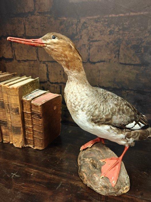 Harle bièvre Support de corps entier pour taxidermie -, Collections, Collections Animaux