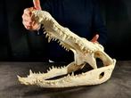grote krokodillenkop Taxidermie volledige montage -