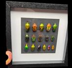 Extraordinary collection of worlds beetles -Cétonidae sp -, Antiek en Kunst