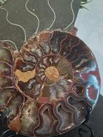 Ammoniet - Gefossiliseerd dier - Aioloceras (Cleoniceras), Verzamelen, Mineralen en Fossielen