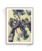 Jorge Omeñaca - Pinus Pinae - XL