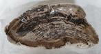 Bois pétrifié - Bois fossilisé - Dipterocarpus sp. - 6.5 cm, Nieuw