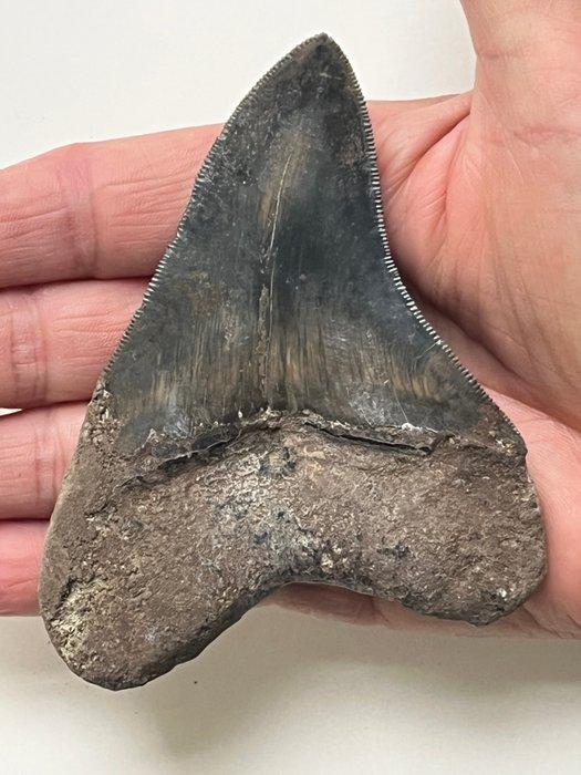 Dent de Megalodon 10,4 cm - Dent fossile - Carcharocles, Verzamelen, Mineralen en Fossielen