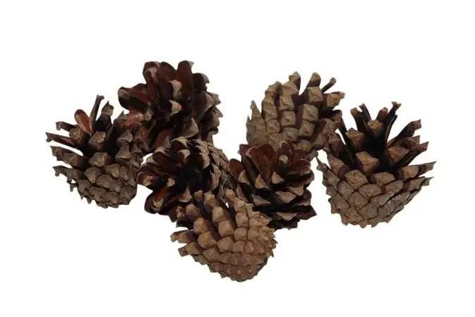 Dennenappels Silvester Naturel 200 gr, Huis en Inrichting, Woonaccessoires | Kunstplanten en Kunstbloemen, Nieuw