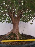 Drietand Esdoorn (Acer Buergerianum) - Hoogte (boom): 60 cm