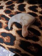 Griffe de lion africain Os - Panthera leo - 49 mm - 58 mm -