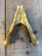 Walrus Schedel - Odobenus rosmarus - 27 cm - 24 cm - 54 cm-, Nieuw