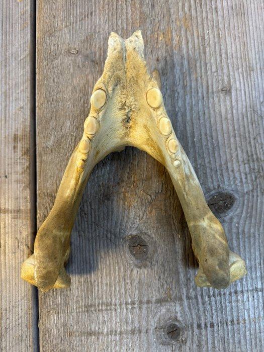 Walrus Schedel - Odobenus rosmarus - 27 cm - 24 cm - 54 cm-, Verzamelen, Dierenverzamelingen