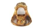 Woolly Mammoth Axis - Fossiel wervelbot - Mammuthus, Verzamelen
