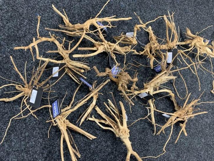Drift wood 20-30cm - extra fijn vertakt hout, Dieren en Toebehoren, Vissen | Aquaria en Toebehoren, Plant(en), Steen of Hout, Nieuw