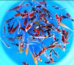 Otsuka 11-13cm (Japanse Koi), Ophalen of Verzenden