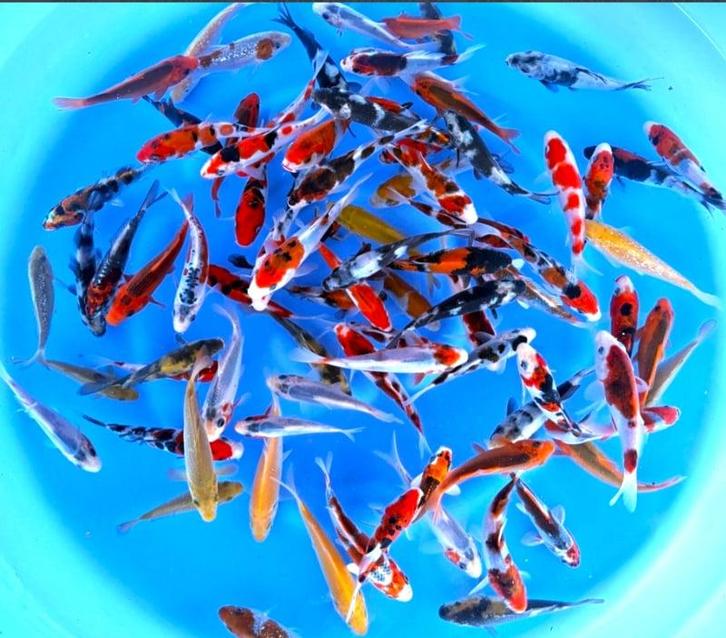 Otsuka 11-13cm (Japanse Koi), Jardin & Terrasse, Étangs, Enlèvement ou Envoi