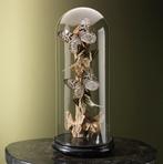 Vlinders in Stolp Taxidermie Opgezette Dieren By Max, Verzamelen, Ophalen of Verzenden, Nieuw, Insect, Opgezet dier