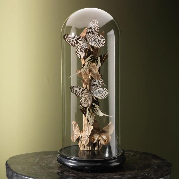 Vlinders in Stolp Taxidermie Opgezette Dieren By Max, Collections, Collections Animaux, Enlèvement ou Envoi