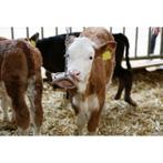 Disque à mordre nature - kerbl, Articles professionnels