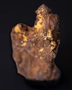 Australisch goudspecimen In ironstone matrix - goudklompje, Verzamelen