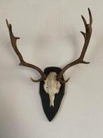 Hert Schedel met gewei - Dama Dama - 60 cm - 50 cm - 30 cm-, Collections, Collections Animaux