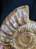 Very large Ammonite Perisphinctes - Hoogte: 180 mm -, Collections, Minéraux & Fossiles