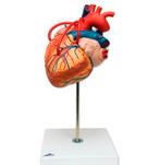 Anatomisch model bypass hart display ST-ATM 74, Verzenden