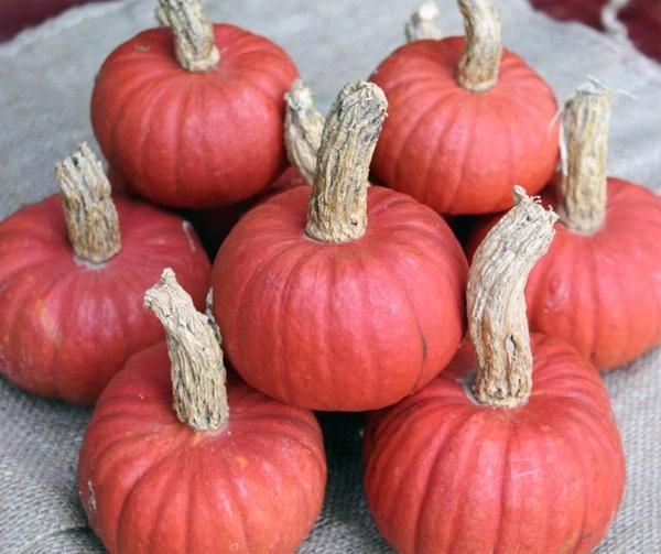 Miss Sophie Coral kleine pompoen 50 zaden, Maison & Meubles, Accessoires pour la Maison | Plantes & Fleurs artificielles