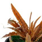 Cryptocoryne Albida Brown - Pot, Verzenden