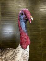 North American Wild Turkey - Taxidermie volledige montage -, Nieuw