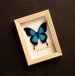 Vlinder Taxidermie volledige montage - Papilio ulysses -, Verzamelen, Nieuw