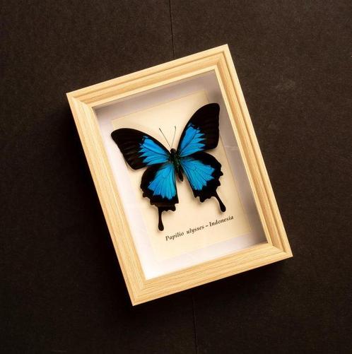 Vlinder Taxidermie volledige montage - Papilio ulysses -, Verzamelen, Dierenverzamelingen