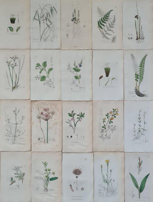 James Sowerby - 20 deels handgekleurde lithos o.a. blauwe, Antiek en Kunst, Antiek | Boeken en Manuscripten