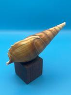 Gastropode Zeeschelp - Fusinus (Zonder minimumprijs)