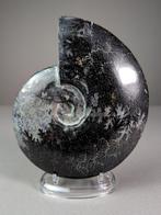 Hematiet Ammonaite - Gefossiliseerde schelp - Aioloceras, Verzamelen, Mineralen en Fossielen