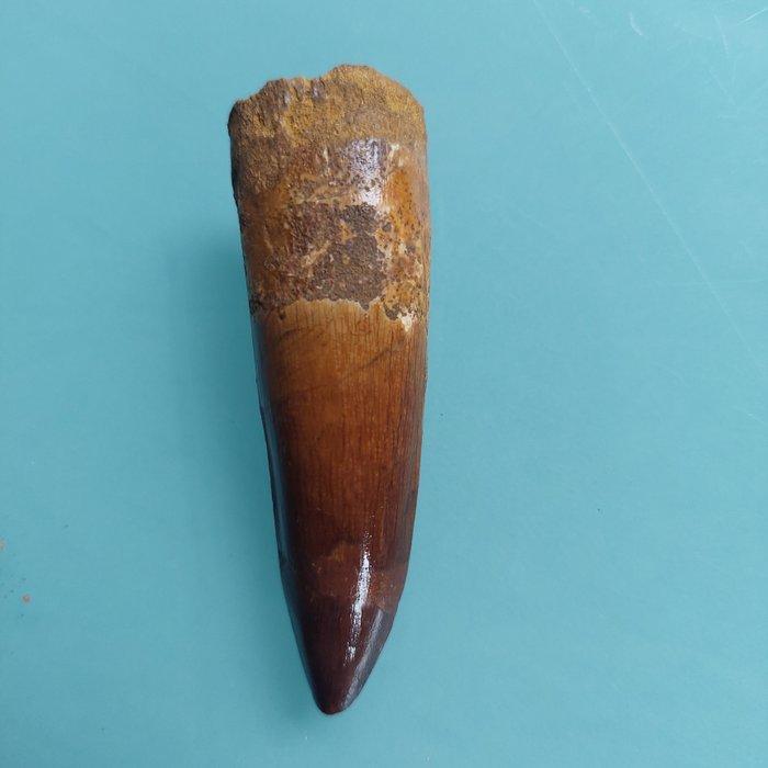 Dinosaurus - Fossiele tand - Spinosaurus aegyptiacus - 78 mm, Verzamelen, Mineralen en Fossielen