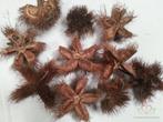 Wild chestnut natural zak 10 stuks Wild chestnut, Nieuw