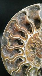 Ammoniet - Gefossiliseerde schelp - Cleoniceras sp. - 12.1, Verzamelen, Mineralen en Fossielen