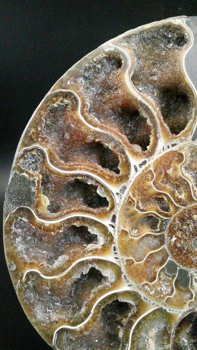 Ammoniet - Gefossiliseerde schelp - Cleoniceras sp. - 12.1, Verzamelen, Mineralen en Fossielen