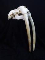 Large Walrus Schedel - Odobenus rosmarus - 0 cm - 0 cm - 0, Nieuw