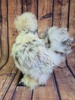 kip Taxidermie volledige montage - Gallus gallus domesticus, Verzamelen, Dierenverzamelingen, Nieuw