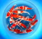 Hirasawa Marusei 28-35cm (Japanse Koi), Tuin en Terras, Ophalen of Verzenden, Nieuw
